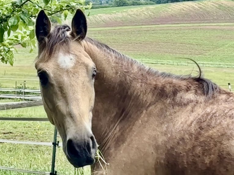 Deutsches Reitpony Wallach 2 Jahre 153 cm Buckskin in Hohenroth