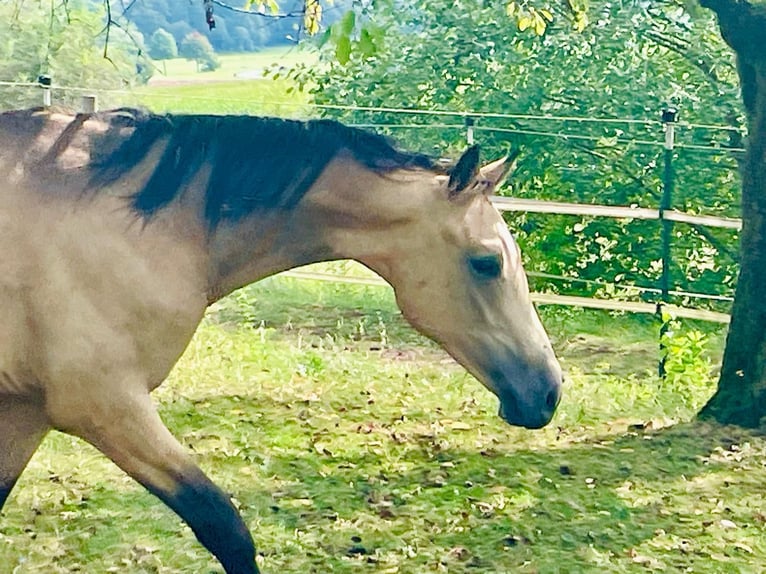Deutsches Reitpony Wallach 2 Jahre 153 cm Buckskin in Hohenroth