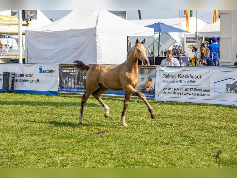 Deutsches Reitpony Wallach 2 Jahre 153 cm Buckskin in Hohenroth