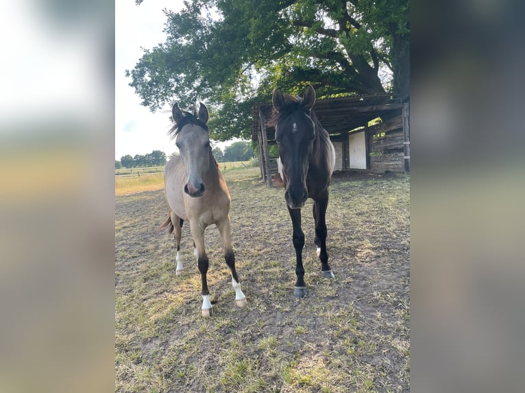 Deutsches Reitpony Wallach 2 Jahre 154 cm Buckskin in Harmstorf