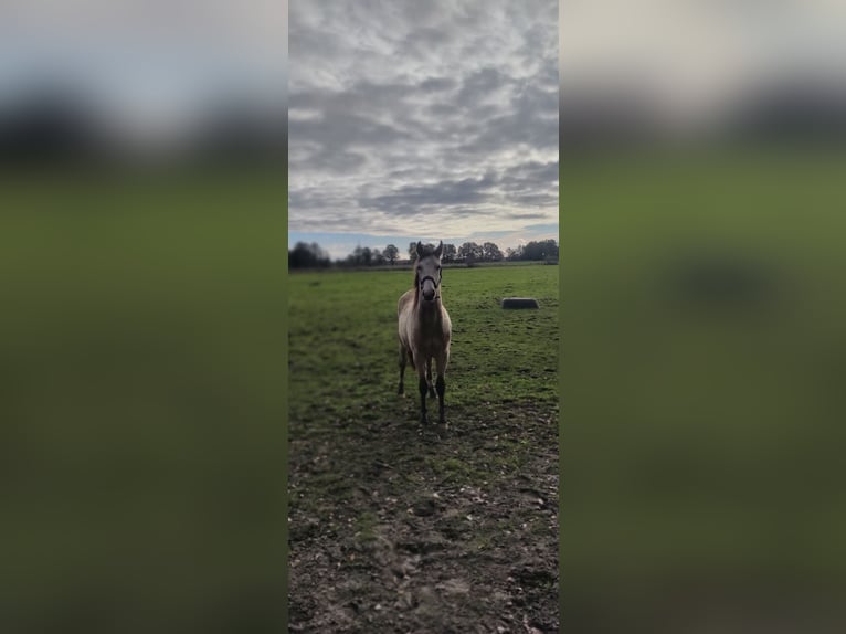 Deutsches Reitpony Wallach 2 Jahre 154 cm Buckskin in Harmstorf