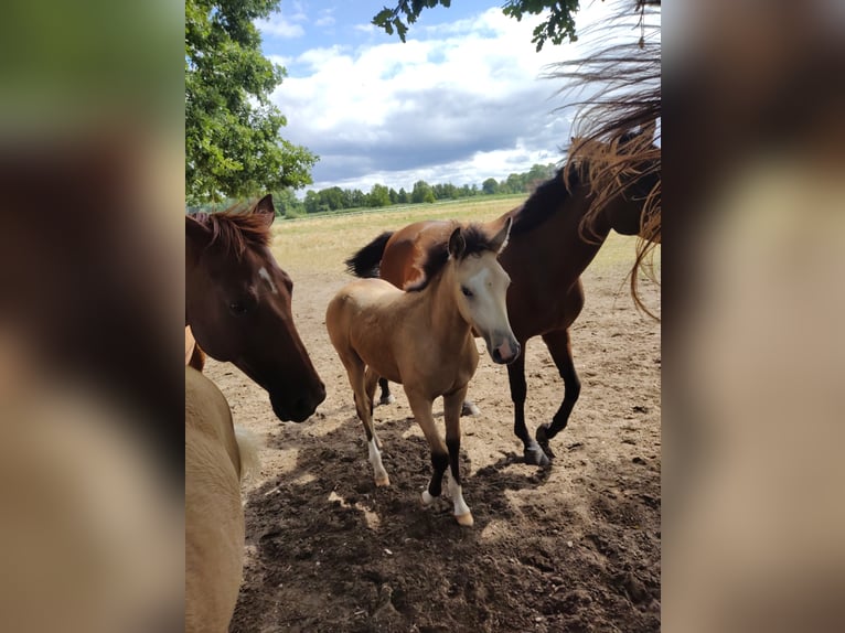 Deutsches Reitpony Wallach 2 Jahre 154 cm Buckskin in Harmstorf