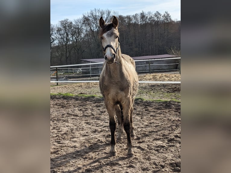 Deutsches Reitpony Wallach 2 Jahre 154 cm Buckskin in Harmstorf