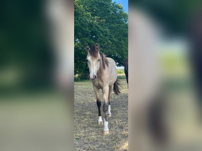 Deutsches Reitpony Wallach 2 Jahre 154 cm Buckskin in Harmstorf