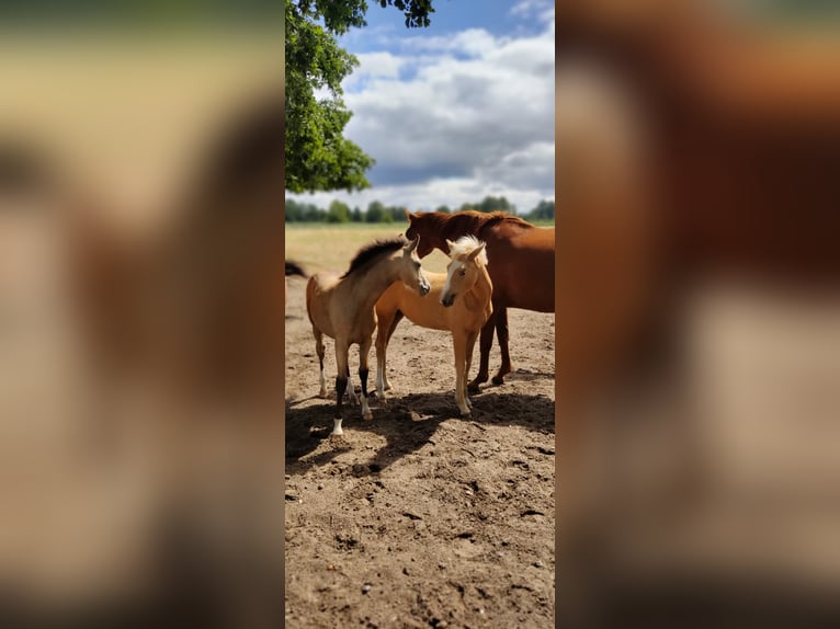 Deutsches Reitpony Wallach 2 Jahre 154 cm Buckskin in Harmstorf