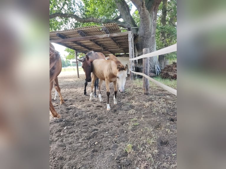 Deutsches Reitpony Wallach 2 Jahre 154 cm Buckskin in Harmstorf