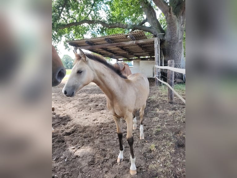 Deutsches Reitpony Wallach 2 Jahre 154 cm Buckskin in Harmstorf