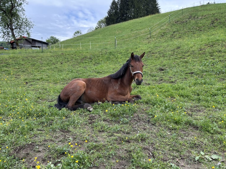 Deutsches Reitpony Wallach 2 Jahre 155 cm Brauner in Regau