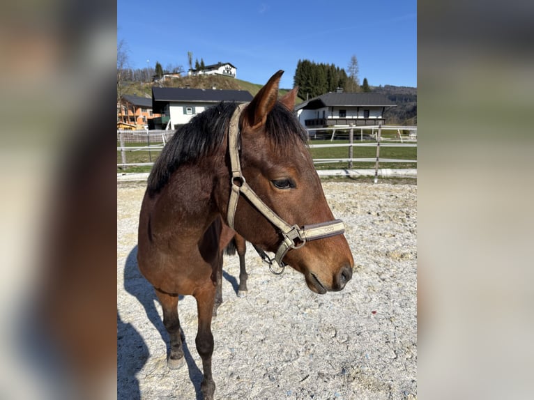 Deutsches Reitpony Wallach 2 Jahre 155 cm Brauner in Regau