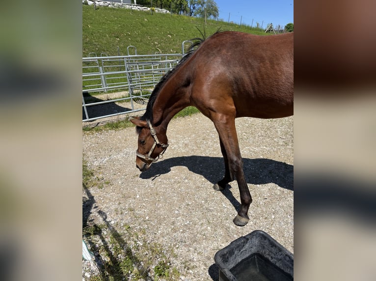Deutsches Reitpony Wallach 2 Jahre 155 cm Brauner in Regau