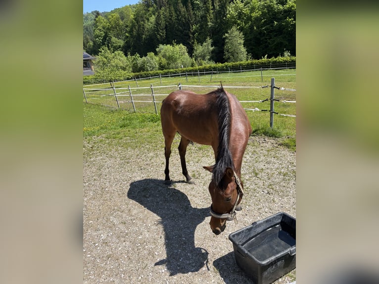 Deutsches Reitpony Wallach 2 Jahre 155 cm Brauner in Regau