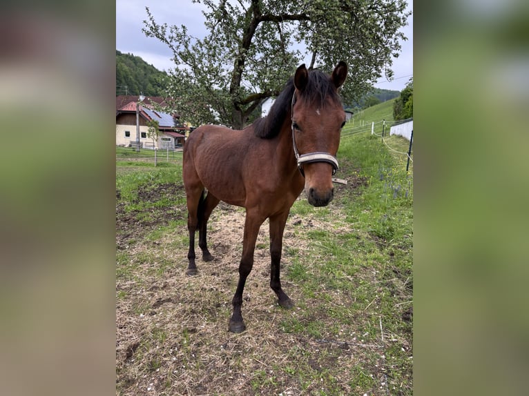 Deutsches Reitpony Wallach 2 Jahre 155 cm Brauner in Regau