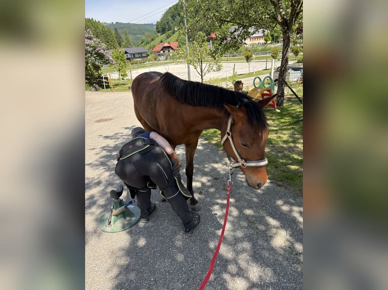 Deutsches Reitpony Wallach 2 Jahre 155 cm Brauner in Regau