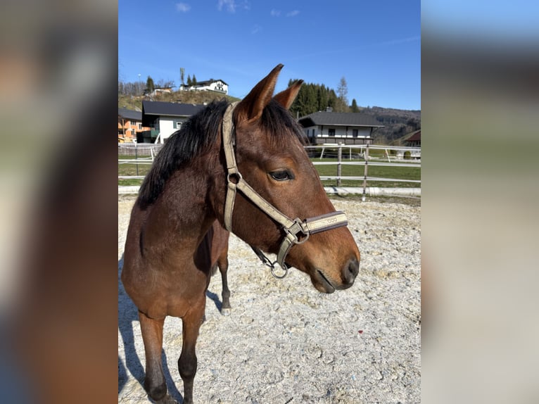 Deutsches Reitpony Wallach 2 Jahre 155 cm Brauner in Regau