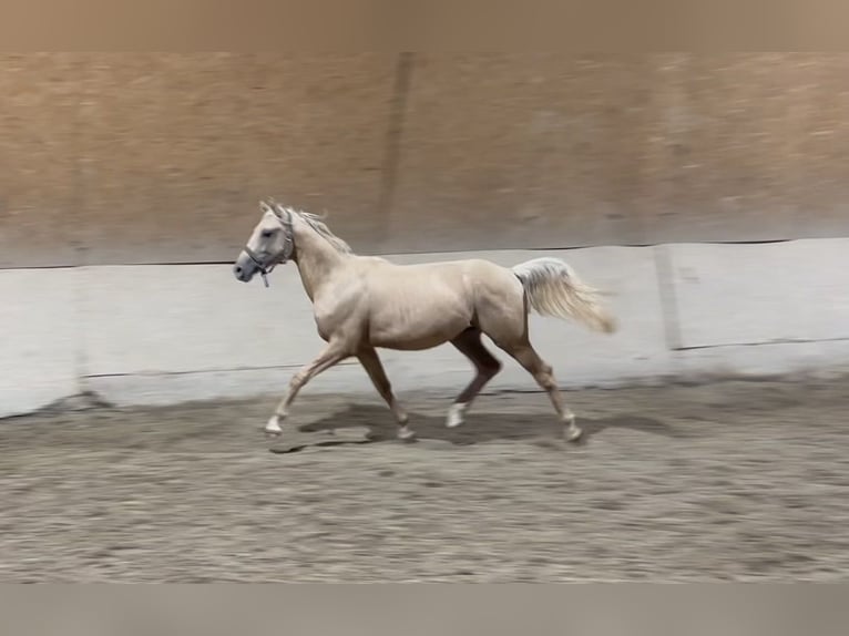 Deutsches Reitpony Wallach 2 Jahre 155 cm Palomino in Wehringen