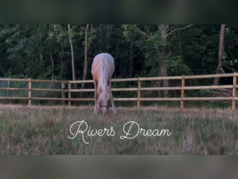 Deutsches Reitpony Wallach 2 Jahre 155 cm Palomino in Wehringen