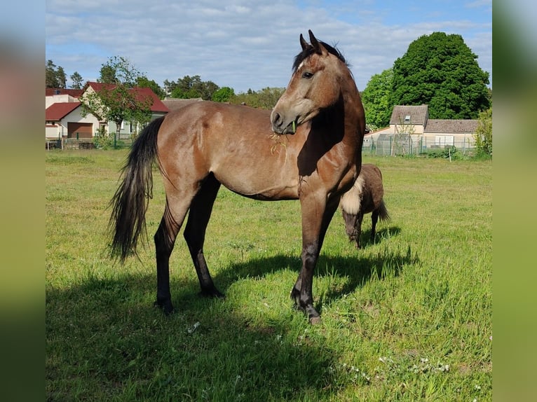 Deutsches Reitpony Wallach 2 Jahre 159 cm Schimmel in Planebruch