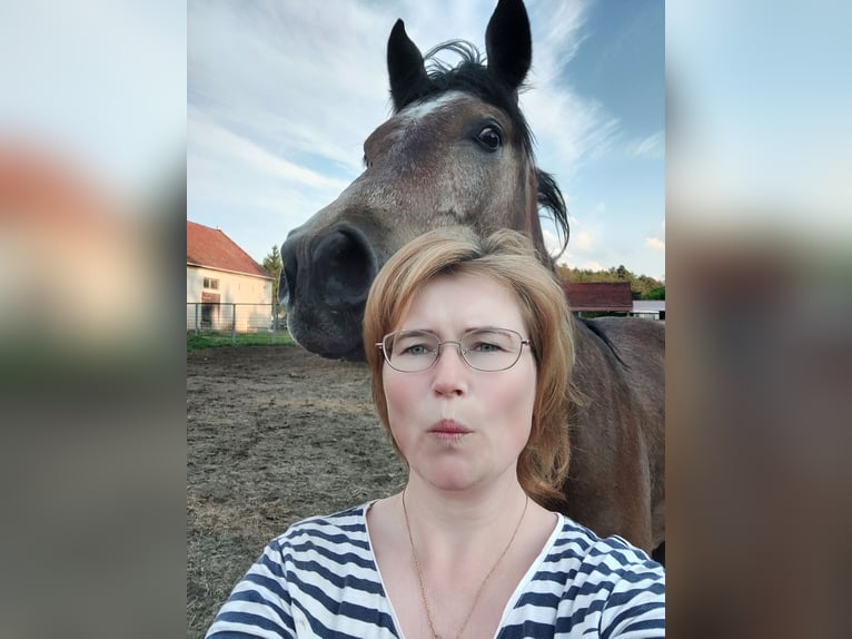 Deutsches Reitpony Wallach 2 Jahre 159 cm Schimmel in Planebruch