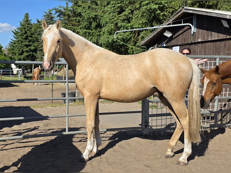 Deutsches Reitpony Wallach 2 Jahre 160 cm Palomino in Spreenhagen