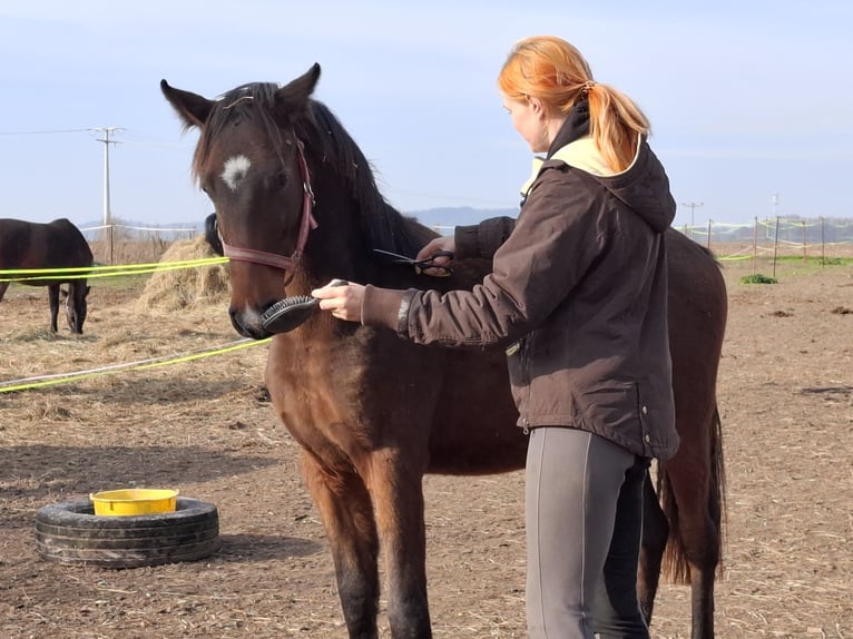 Deutsches Reitpony Wallach 2 Jahre Dunkelbrauner in Zimmern