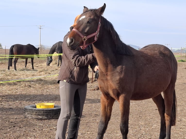 Deutsches Reitpony Wallach 2 Jahre Dunkelbrauner in Zimmern