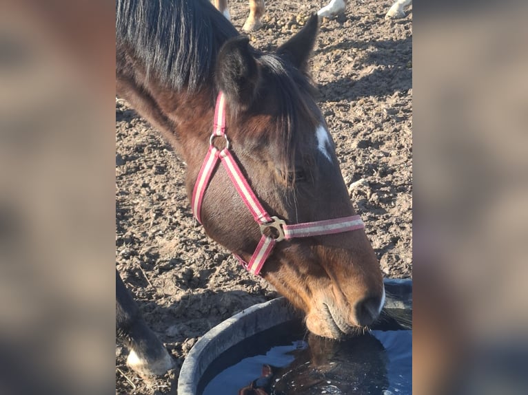 Deutsches Reitpony Wallach 2 Jahre Dunkelbrauner in Zimmern