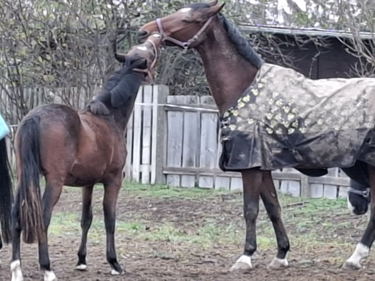 Deutsches Reitpony Wallach 2 Jahre Dunkelbrauner in Zimmern