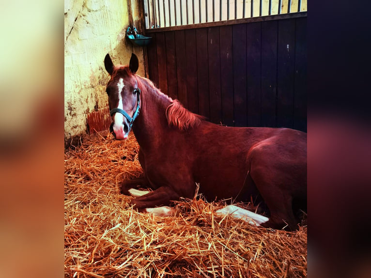 Deutsches Reitpony Wallach 2 Jahre Dunkelfuchs in Frankenberg (Eder)
