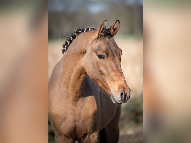 Deutsches Reitpony Wallach 2 Jahre Falbe in Merzen