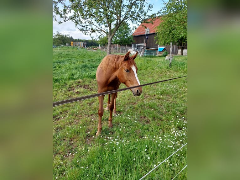 Deutsches Reitpony Wallach 2 Jahre Fuchs in Reichelsheim