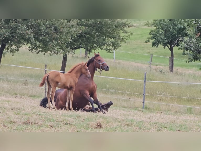 Deutsches Reitpony Wallach 2 Jahre Fuchs in Reichelsheim