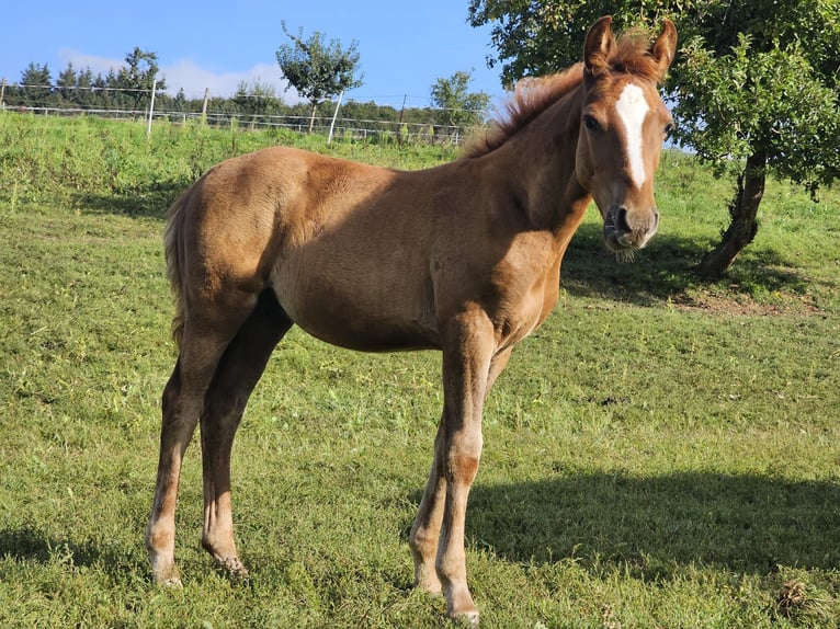 Deutsches Reitpony Wallach 2 Jahre Fuchs in Reichelsheim