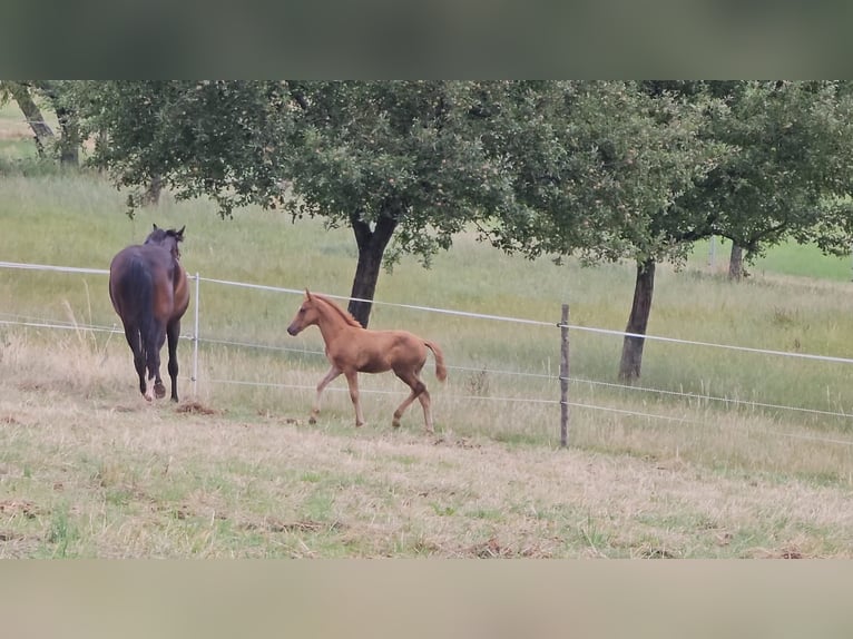 Deutsches Reitpony Wallach 2 Jahre Fuchs in Reichelsheim