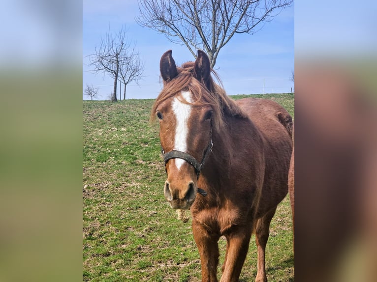 Deutsches Reitpony Wallach 2 Jahre Fuchs in Reichelsheim
