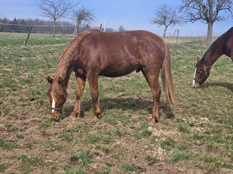 Deutsches Reitpony Wallach 2 Jahre Fuchs in Reichelsheim