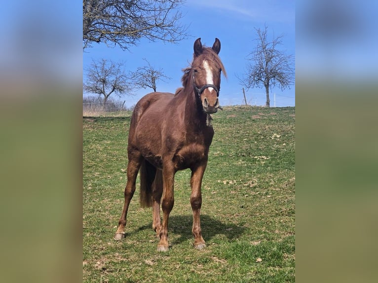 Deutsches Reitpony Wallach 2 Jahre Fuchs in Reichelsheim