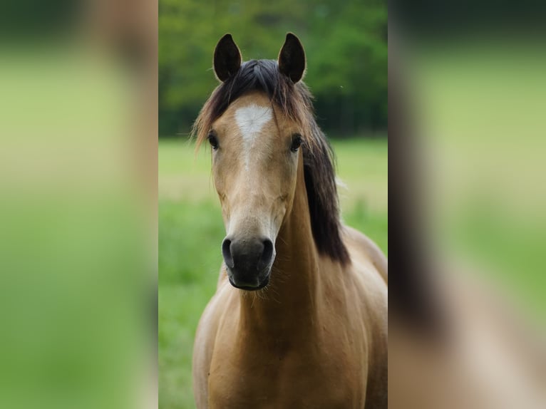Deutsches Reitpony Wallach 2 Jahre  in Neuenkirchen-Vörden