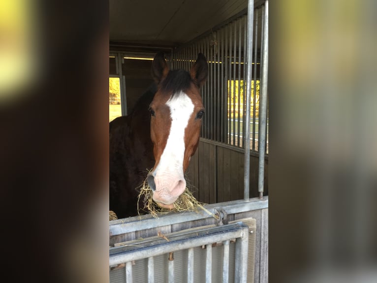 Deutsches Reitpony Wallach 32 Jahre 148 cm Brauner in Aachen