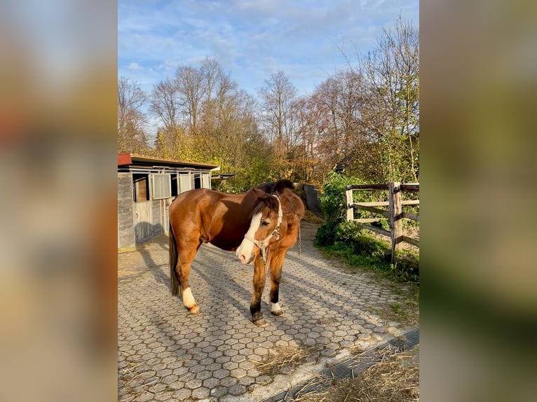 Deutsches Reitpony Wallach 32 Jahre 148 cm Brauner in Aachen