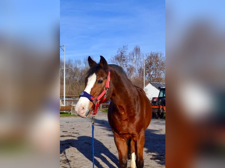 Deutsches Reitpony Wallach 32 Jahre 148 cm Brauner in Aachen
