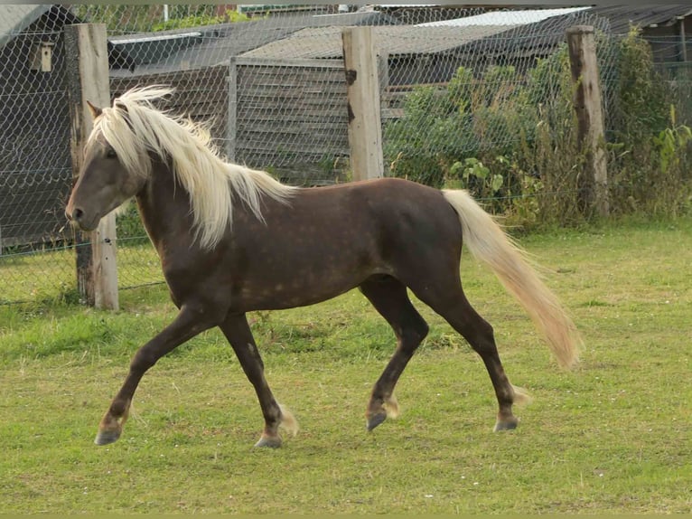 Deutsches Reitpony Wallach 3 Jahre 117 cm Dunkelfuchs in Rommerskirchen