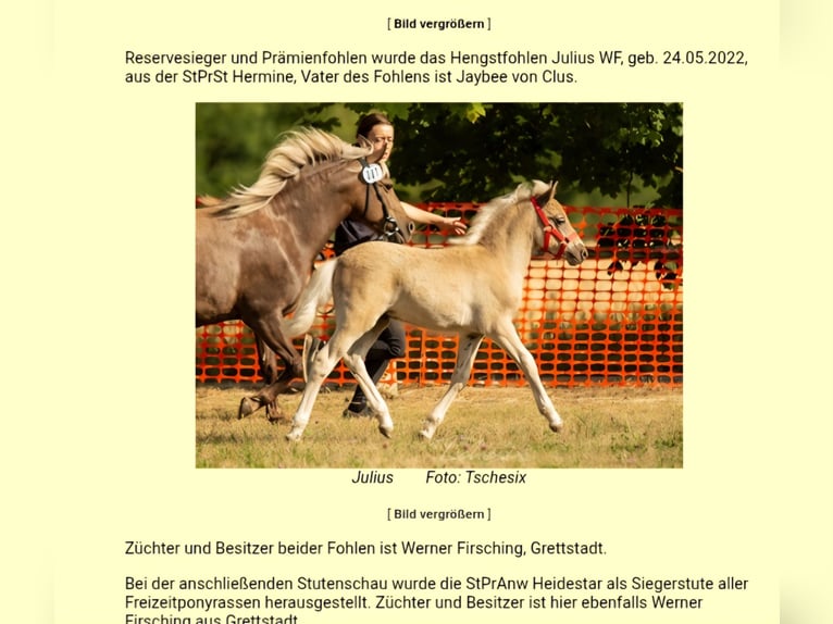 Deutsches Reitpony Wallach 3 Jahre 117 cm Dunkelfuchs in Rommerskirchen