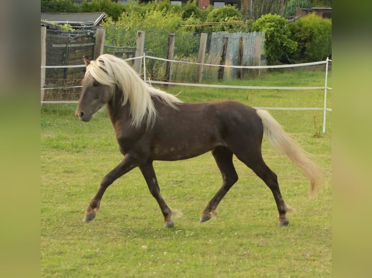 Deutsches Reitpony Wallach 3 Jahre 117 cm Dunkelfuchs in Rommerskirchen