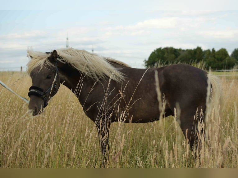 Deutsches Reitpony Wallach 3 Jahre 117 cm Dunkelfuchs in Rommerskirchen