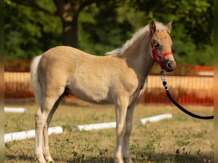 Deutsches Reitpony Wallach 3 Jahre 117 cm Dunkelfuchs in Rommerskirchen