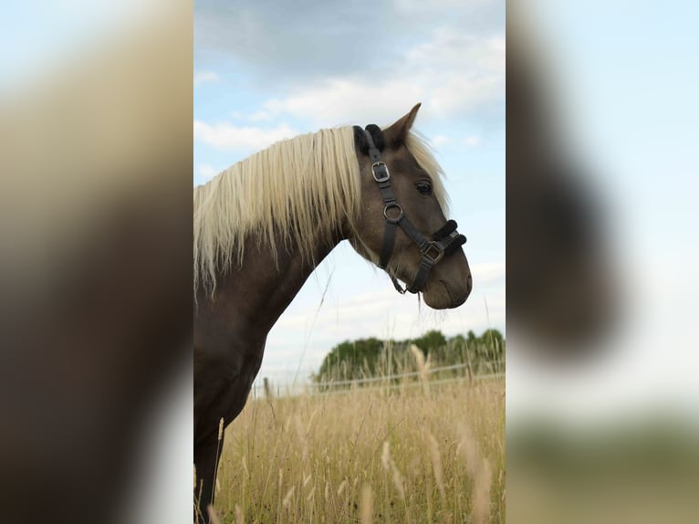 Deutsches Reitpony Wallach 3 Jahre 117 cm Dunkelfuchs in Rommerskirchen