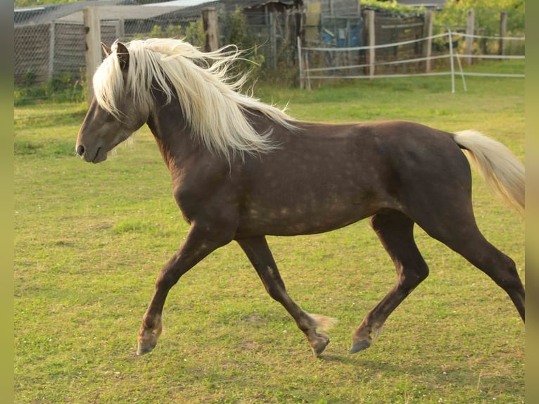 Deutsches Reitpony Wallach 3 Jahre 117 cm Dunkelfuchs in Rommerskirchen