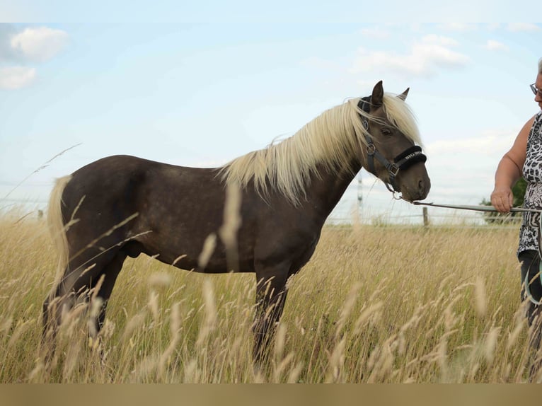 Deutsches Reitpony Wallach 3 Jahre 117 cm Dunkelfuchs in Rommerskirchen