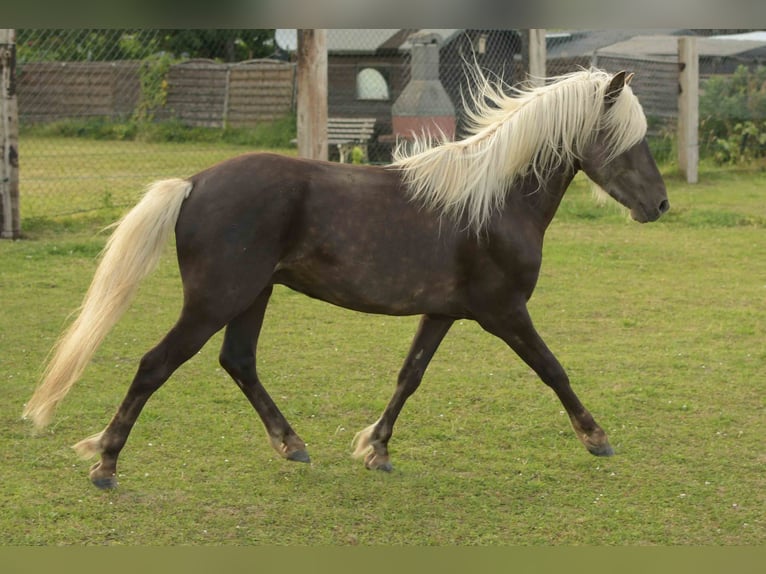 Deutsches Reitpony Wallach 3 Jahre 117 cm Dunkelfuchs in Rommerskirchen