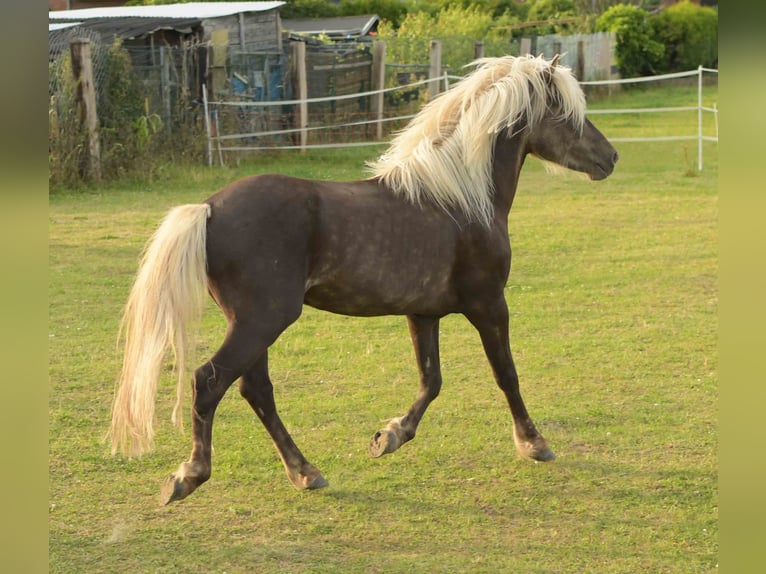 Deutsches Reitpony Wallach 3 Jahre 117 cm Dunkelfuchs in Rommerskirchen
